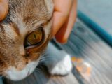 a close up of a person petting a cat