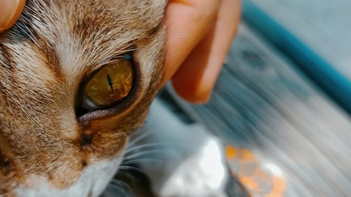 Jak dbać o higienę oczu u kota? Domowe sposoby i kiedy wizyta u weterynarza jest konieczna