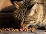 Cute tabby cat eating dry kibble, close-up view highlighting its whiskers.