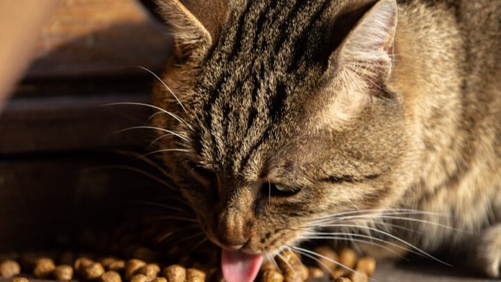 Jak dobrać teksturę karmy mokrej dla kota? Od pasztetu po kawałki – przewodnik dla wybrednych pupili i kotów z problemami z uzębieniem.