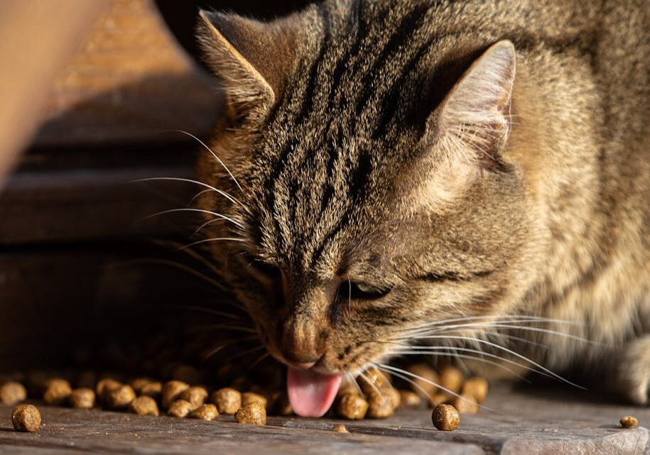 Jak dobrać teksturę karmy mokrej dla kota? Od pasztetu po kawałki – przewodnik dla wybrednych pupili i kotów z problemami z uzębieniem.