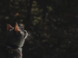 A cat looking up at something in the air