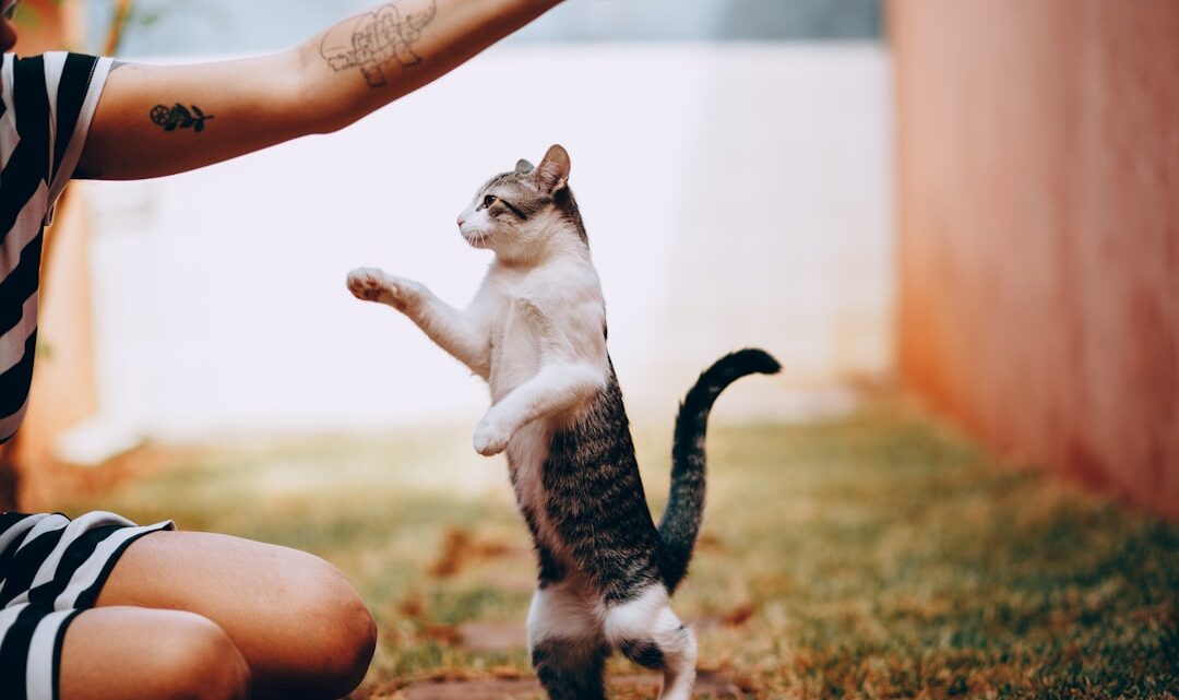 Jak nauczyć kota sztuczek? Od podstawowych komend po zaawansowane triki – metody pozytywnego wzmocnienia i budowanie silniejszej więzi.