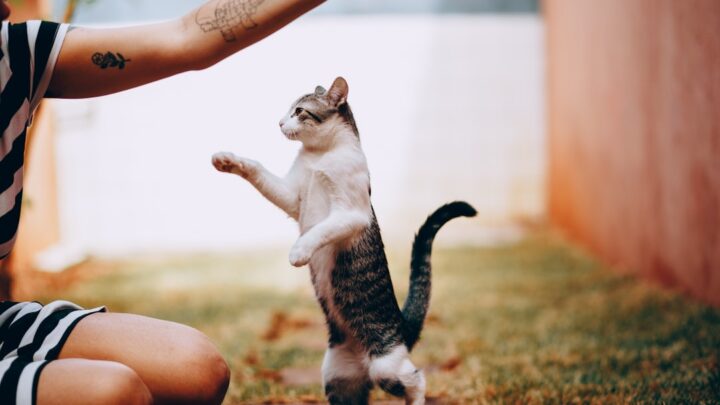 Jak nauczyć kota sztuczek? Od podstawowych komend po zaawansowane triki – metody pozytywnego wzmocnienia i budowanie silniejszej więzi.