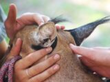 Close-up of hands caressing a caracal's ears, demonstrating a gentle connection with this wild feline.