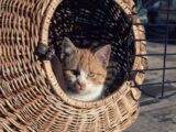 Ginger and white kitten in a cozy wicker basket, basking in afternoon light.