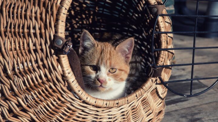 Jak podróżować z kotem? Praktyczne wskazówki dotyczące przygotowania, transportu i aklimatyzacji w nowym miejscu