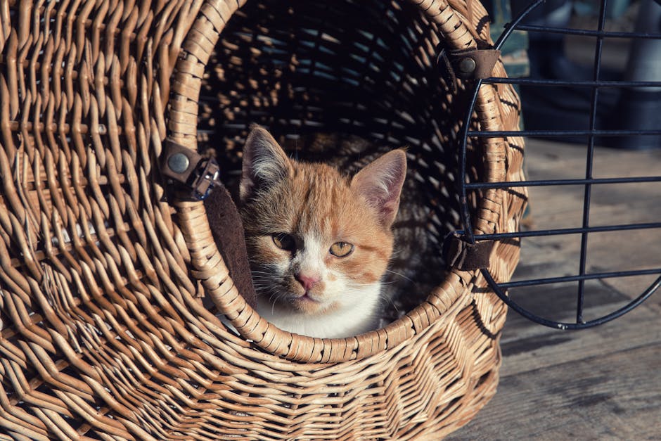 Jak podróżować z kotem? Praktyczne wskazówki dotyczące przygotowania, transportu i aklimatyzacji w nowym miejscu