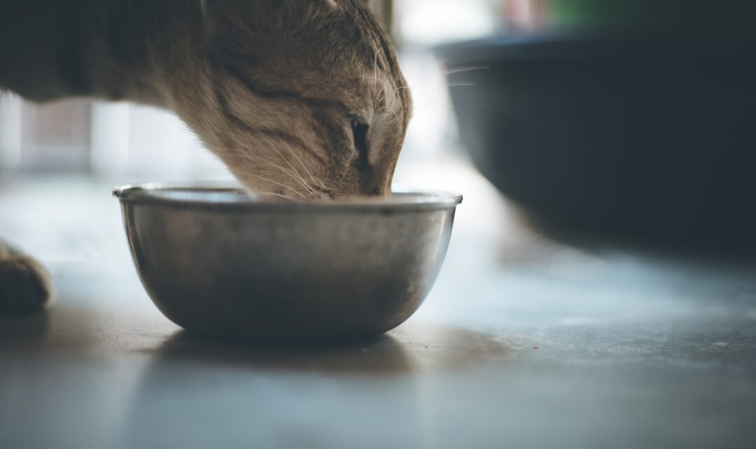 Jak prawidłowo zmieniać karmę kotu? Praktyczny przewodnik po bezpiecznym przejściu na nową dietę