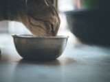 brown tabby cat on blue ceramic bowl