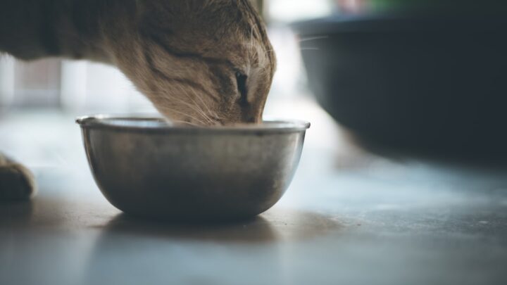 Jak prawidłowo zmieniać karmę kotu? Praktyczny przewodnik po bezpiecznym przejściu na nową dietę