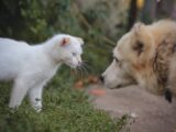 A curious encounter between a young white cat and a fluffy dog in a garden.