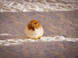 A ginger cat sitting peacefully on a snowy surface during a sunny winter day.