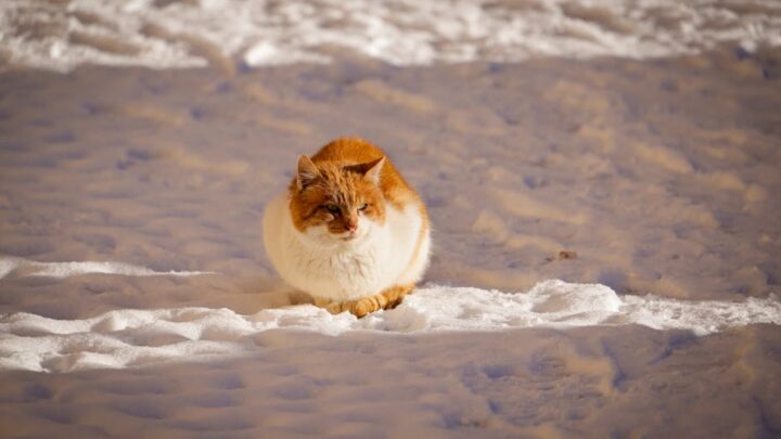 Jak przygotować kota na zimę? Praktyczne porady dotyczące ochrony zdrowia i komfortu w chłodne dni