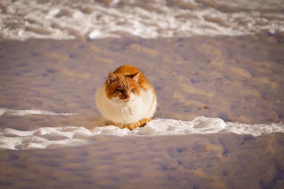 Jak przygotować kota na zimę? Praktyczne porady dotyczące ochrony zdrowia i komfortu w chłodne dni