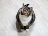 Close-up of a tabby cat with white chest meowing on a wooden floor indoors.