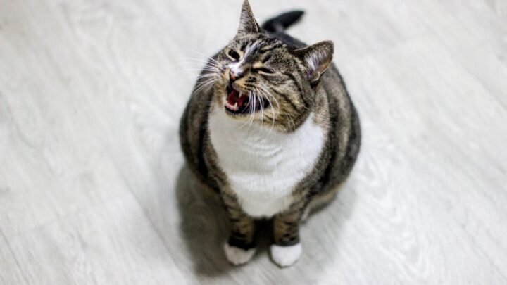 Jak radzić sobie z nadmiernym miauczeniem kota? Przyczyny, rozwiązania i kiedy szukać pomocy weterynaryjnej.