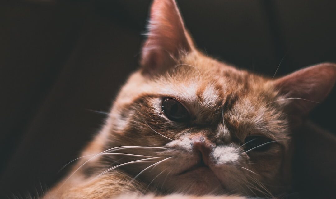 Jak rozpoznać ból u kota? Subtelne sygnały, zmiany w zachowaniu i kiedy pilnie udać się do weterynarza.