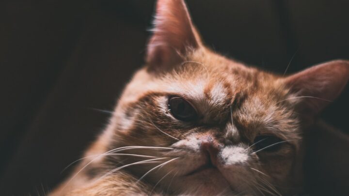 Jak rozpoznać ból u kota? Subtelne sygnały, zmiany w zachowaniu i kiedy pilnie udać się do weterynarza.