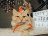 Adorable tabby kitten wearing a party hat and ribbon, celebrating a birthday indoors.
