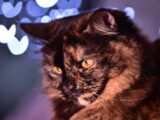 Close-up portrait of a tortoiseshell cat with heart-shaped bokeh lights in the background.