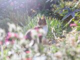 A cat sits peacefully amongst flowers.