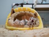 three kittens in yellow cat bed