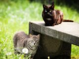 Two cats lounging on a garden bench surrounded by lush greenery in Navarra.