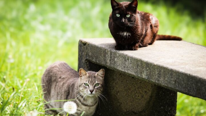 Jak wprowadzić drugiego kota do domu? Sprawdzone strategie adaptacji i zapobiegania konfliktom