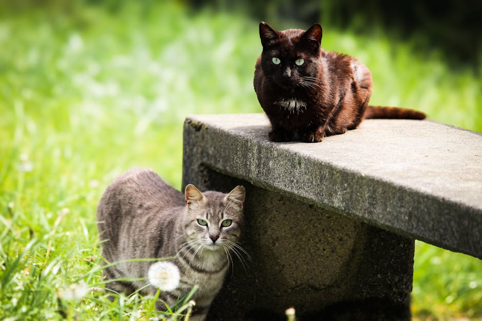 Jak wprowadzić drugiego kota do domu? Sprawdzone strategie adaptacji i zapobiegania konfliktom