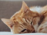 a close up of a cat sleeping on a couch