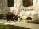 Tranquil scene of a person resting on a bench with cats nearby.
