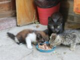 brown and white cat eating on blue plastic bowl