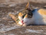 A calico cat lounging on warm pavement, basking in the sunlight with a serene expression.