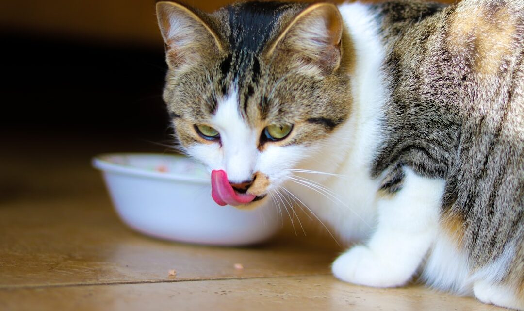 Karma mokra czy sucha dla kota? Porównanie, zalety i wady obu rodzajów diety