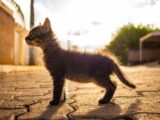 tabby kitten on gray pavement