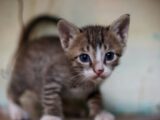 Close-up of a cute kitten with striking blue eyes looking curiously at the camera indoors.