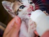 Close-up of a cute kitten being bottle-fed, showcasing human-animal bonding and care.