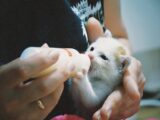 A person bottle-feeding a small kitten, showing care and nurturing indoors.