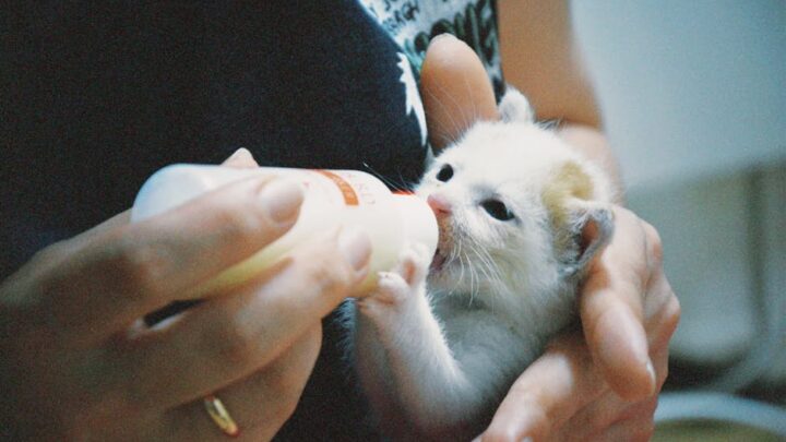 Kluczowe etapy rozwoju kociaka: Od narodzin do dorosłości – jak wspierać rozwój fizyczny i behawioralny?