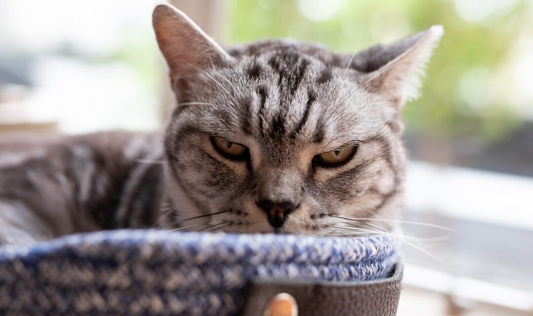 Koci behawioryzm w praktyce: Jak odczytywać sygnały stresu u kota i skutecznie mu zapobiegać?