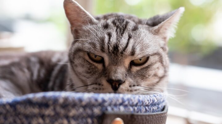 Koci behawioryzm w praktyce: Jak odczytywać sygnały stresu u kota i skutecznie mu zapobiegać?