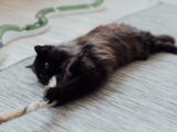 A cute black cat playfully tugging on a rope toy on a cozy indoor rug.