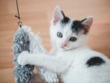 Koci instynkt łowiecki w domu: Jak go zaspokoić, gdy kot nie poluje?