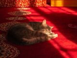 A peaceful cat naps in warm sunlight on an ornate red carpet.