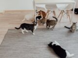 A cozy scene of multiple domestic cats in a bright, minimalist indoor setting.