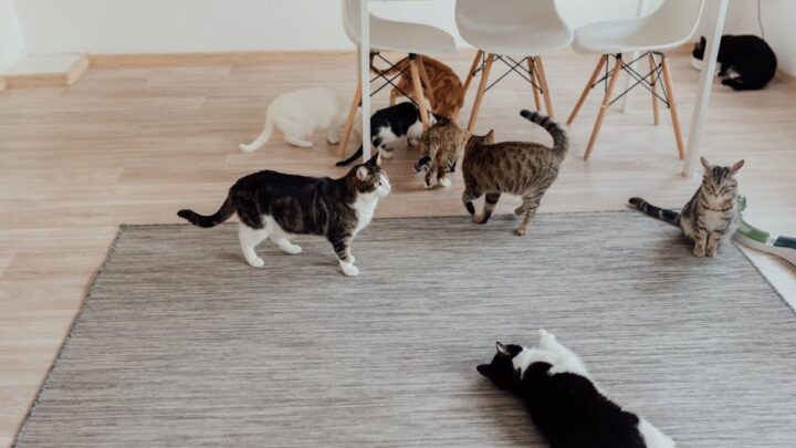 Kocia psychika a przestrzeń: Jak urządzić dom, aby Twój kot był szczęśliwy i zrelaksowany?