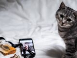 silver tabby cat on white textile