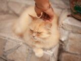 A fluffy ginger Persian cat being gently pet on stone steps, exuding cuteness.
