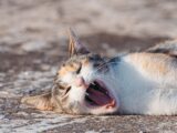 A calico cat yawns while lying on a sunlit surface outdoors, showing comfort and playfulness.